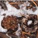 Autumn Snows